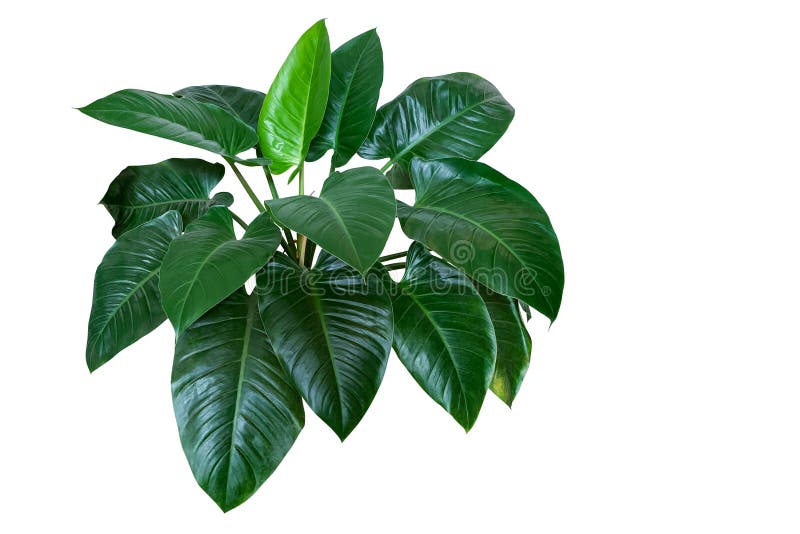 Heart shaped dark green leaves of philodendron â€œEmerald Greenâ€ tropical foliage plant bush isolated on white background